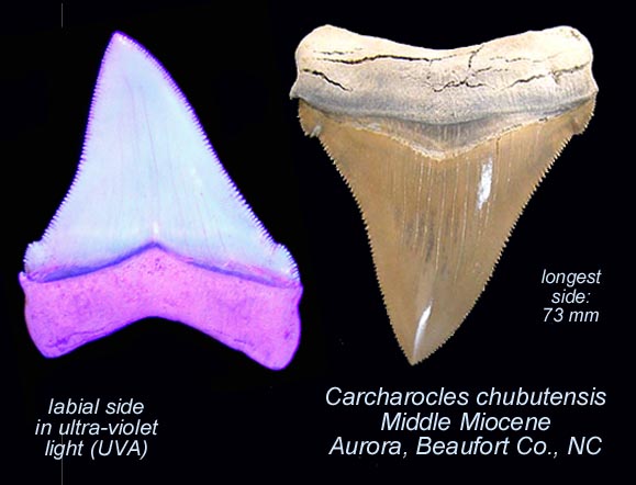 shark_carcharocles chubutensis UVA.jpg