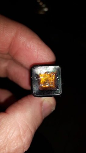 small amber flea.jpg