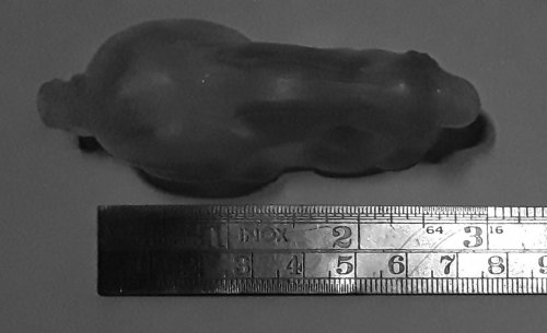Patagoniandigger candy rabbit measurements .jpg